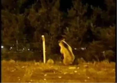 Şehre inen boz ayı böyle görüntülendi Şehre inen boz ayı böyle görüntülendi