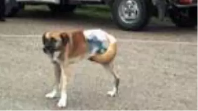 Son dakika gündem: Sinop'ta silahla vurulan sokak köpeğinin bacağı kesildi Son dakika gündem: Sinop'ta silahla vurulan sokak köpeğinin bacağı kesildi