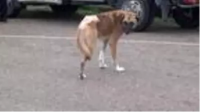 Son dakika gündem: Sinop'ta silahla vurulan sokak köpeğinin bacağı kesildi Son dakika gündem: Sinop'ta silahla vurulan sokak köpeğinin bacağı kesildi