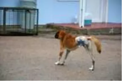 Son dakika gündem: Sinop'ta silahla vurulan sokak köpeğinin bacağı kesildi Son dakika gündem: Sinop'ta silahla vurulan sokak köpeğinin bacağı kesildi