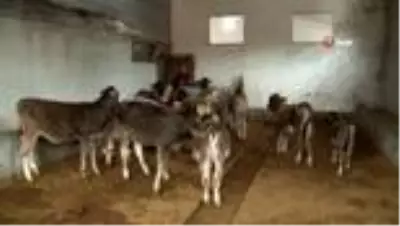 Tüketen değil üreten olmak istedi, 40 yıl sonra köyüne geri döndü Tüketen değil üreten olmak istedi, 40 yıl sonra köyüne geri döndü