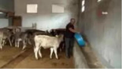 Tüketen değil üreten olmak istedi, 40 yıl sonra köyüne geri döndü Tüketen değil üreten olmak istedi, 40 yıl sonra köyüne geri döndü