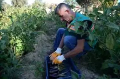 Adabahçe'de kış hazırlıkları başladı Adabahçe'de kış hazırlıkları başladı