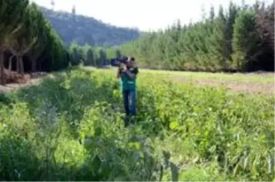 Adabahçe'de kış hazırlıkları başladı Adabahçe'de kış hazırlıkları başladı