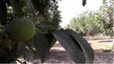 Adıyaman'da 'Chandler' cevizi hasadı başladı Adıyaman'da 'Chandler' cevizi hasadı başladı