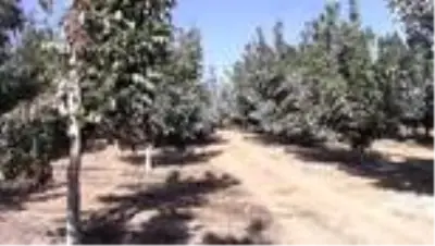 Adıyaman'da 'Chandler' cevizi hasadı başladı Adıyaman'da 'Chandler' cevizi hasadı başladı