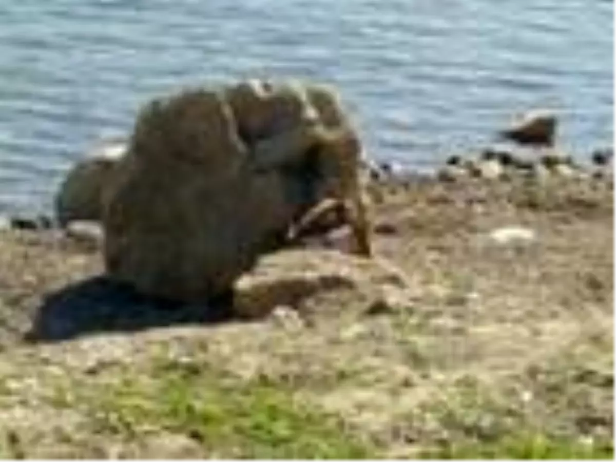 Son dakika haberi... Çorum'da baraj gölünde, kadın cesedi bulundu