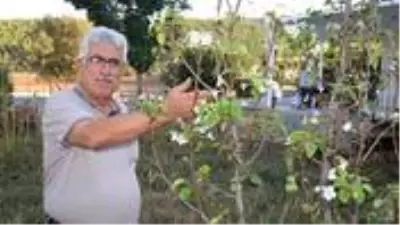 Ekim Ayında Çiçek Açıp, Meyve Veren Armut Ağacı Şaşırttı 1 Ekim ayında çiçek açıp, meyve veren armut ağacı şaşırttı