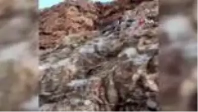 Erzincan - İliç yolunda yaban keçileri yol kenarına indi Erzincan - İliç yolunda yaban keçileri yol kenarına indi