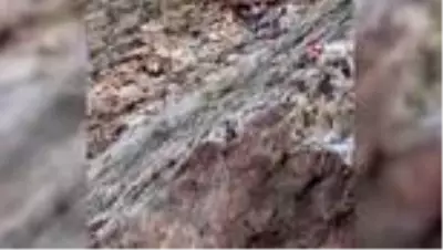 Erzincan - İliç yolunda yaban keçileri yol kenarına indi Erzincan - İliç yolunda yaban keçileri yol kenarına indi