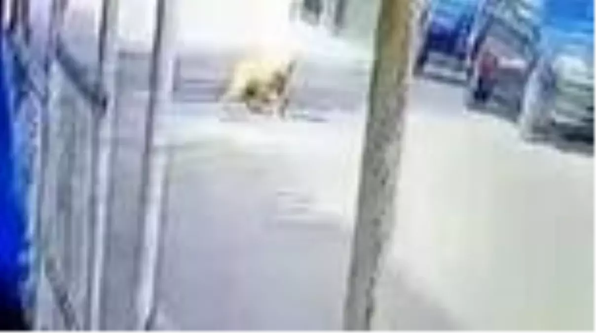 Göz göre göre cipi ile köpeğin üzerinden böyle geçti