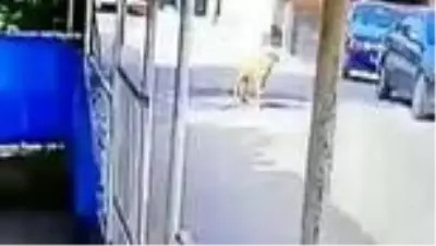 Göz göre göre cipi ile köpeğin üzerinden böyle geçti Göz göre göre cipi ile köpeğin üzerinden böyle geçti