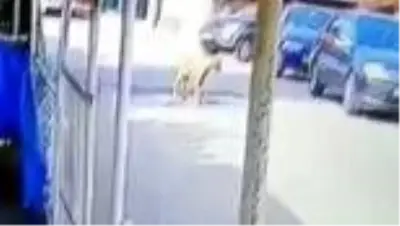 Göz göre göre cipi ile köpeğin üzerinden böyle geçti Göz göre göre cipi ile köpeğin üzerinden böyle geçti