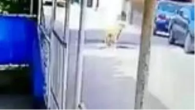 Göz göre göre cipi ile köpeğin üzerinden geçti Göz göre göre cipi ile köpeğin üzerinden geçti
