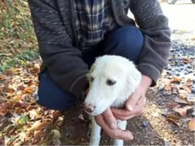 Gözleri farklı renkte olan köpek ilgi odağı oldu Gözleri farklı renkte olan köpek ilgi odağı oldu