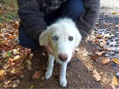 Gözleri farklı renkte olan köpek ilgi odağı oldu Gözleri farklı renkte olan köpek ilgi odağı oldu