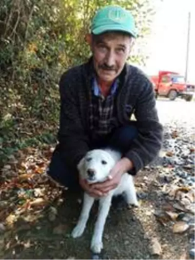 Gözleri farklı renkte olan köpek ilgi odağı oldu Gözleri farklı renkte olan köpek ilgi odağı oldu