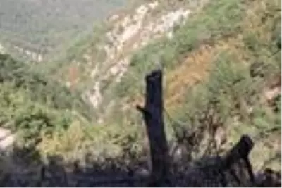 Keçiler için 502 ağacın kesildiği ormanda sıkı denetim Keçiler için 502 ağacın kesildiği ormanda sıkı denetim