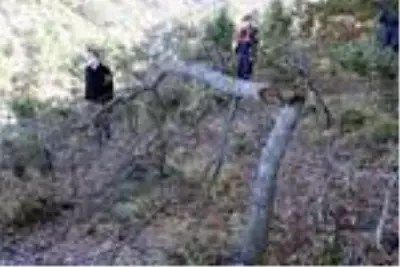 Keçiler için 502 ağacın kesildiği ormanda sıkı denetim Keçiler için 502 ağacın kesildiği ormanda sıkı denetim