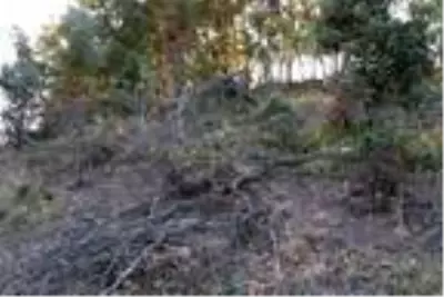 Keçiler için 502 ağacın kesildiği ormanda sıkı denetim Keçiler için 502 ağacın kesildiği ormanda sıkı denetim