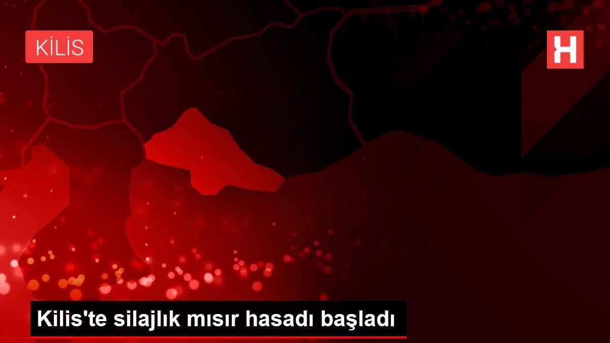 Kilis'te silajlık mısır hasadı başladı