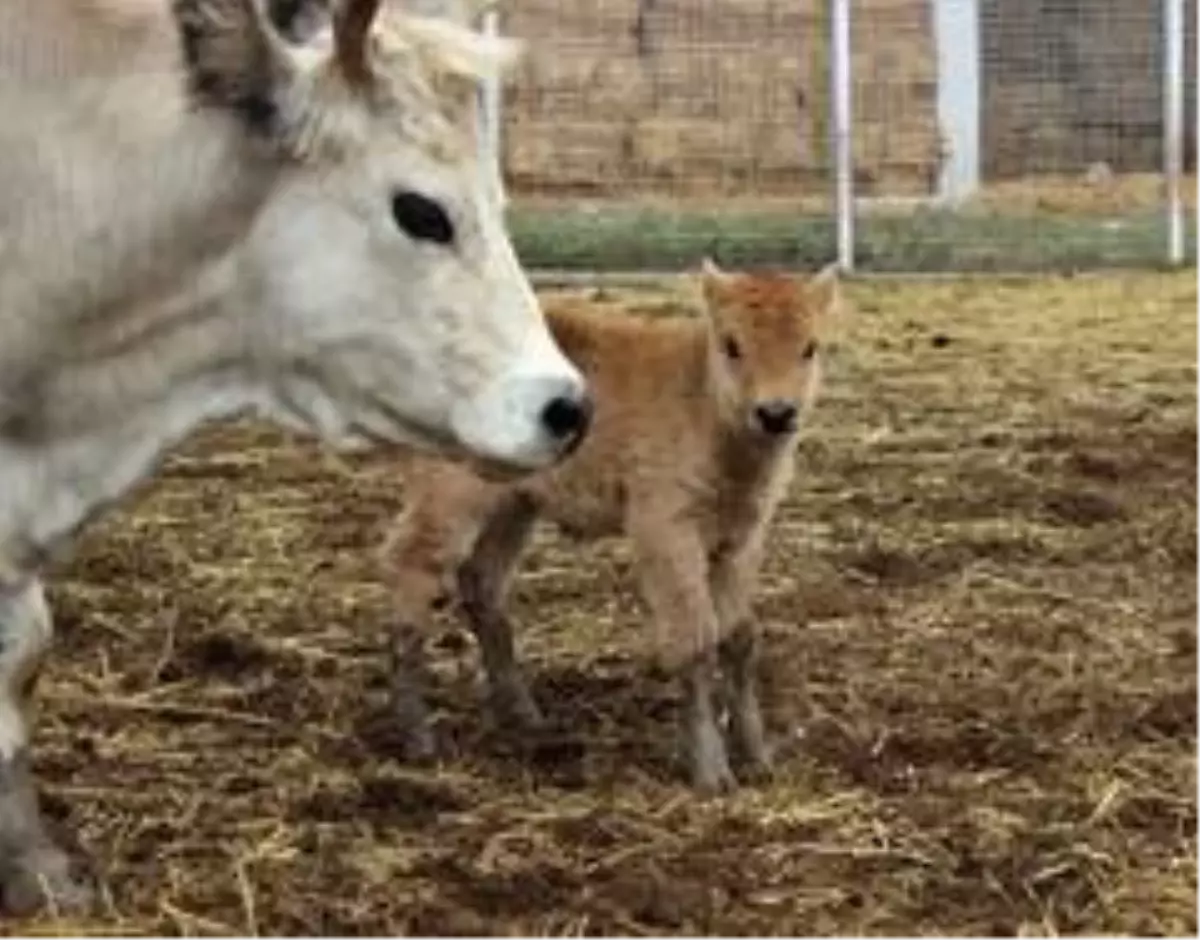 Klon sığır ailesi sürü oldu...Yeni dünyaya gelen yavru ilgi odağı