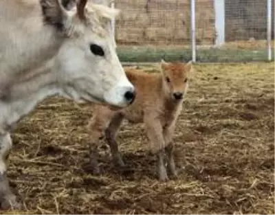 Klon sığır ailesi sürü oldu...Yeni dünyaya gelen yavru ilgi odağı Klon sığır ailesi sürü oldu...Yeni dünyaya gelen yavru ilgi odağı
