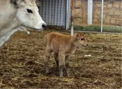 Klon sığır ailesi sürü oldu...Yeni dünyaya gelen yavru ilgi odağı Klon sığır ailesi sürü oldu...Yeni dünyaya gelen yavru ilgi odağı