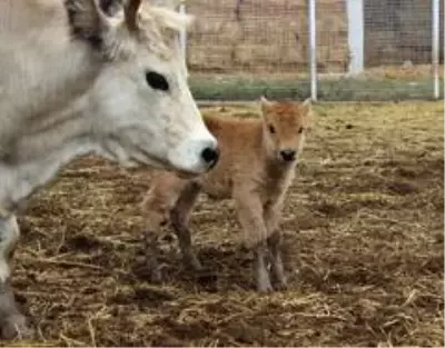 Klon sığır ailesi sürü oldu: Yeni dünyaya gelen yavru ilgi odağı Klon sığır ailesi sürü oldu: Yeni dünyaya gelen yavru ilgi odağı