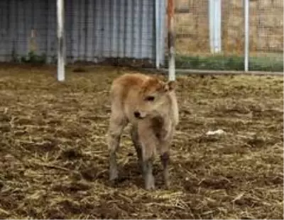 Klon sığır ailesi sürü oldu...Yeni dünyaya gelen yavru ilgi odağı Klon sığır ailesi sürü oldu...Yeni dünyaya gelen yavru ilgi odağı
