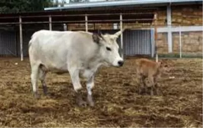 Klon sığır ailesi sürü oldu: Yeni dünyaya gelen yavru ilgi odağı Klon sığır ailesi sürü oldu: Yeni dünyaya gelen yavru ilgi odağı