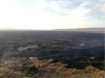 Kuş cenneti Cil Gölü'nde 10 dekarlık alan küle döndü Kuş cenneti Cil Gölü'nde 10 dekarlık alan küle döndü