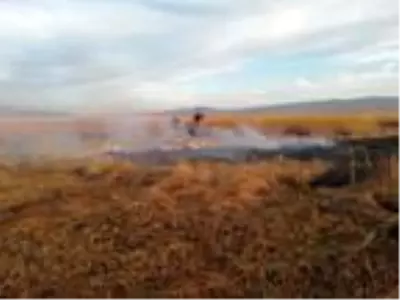 Kuş cenneti Cil Gölü'nde 10 dekarlık alan küle döndü Kuş cenneti Cil Gölü'nde 10 dekarlık alan küle döndü