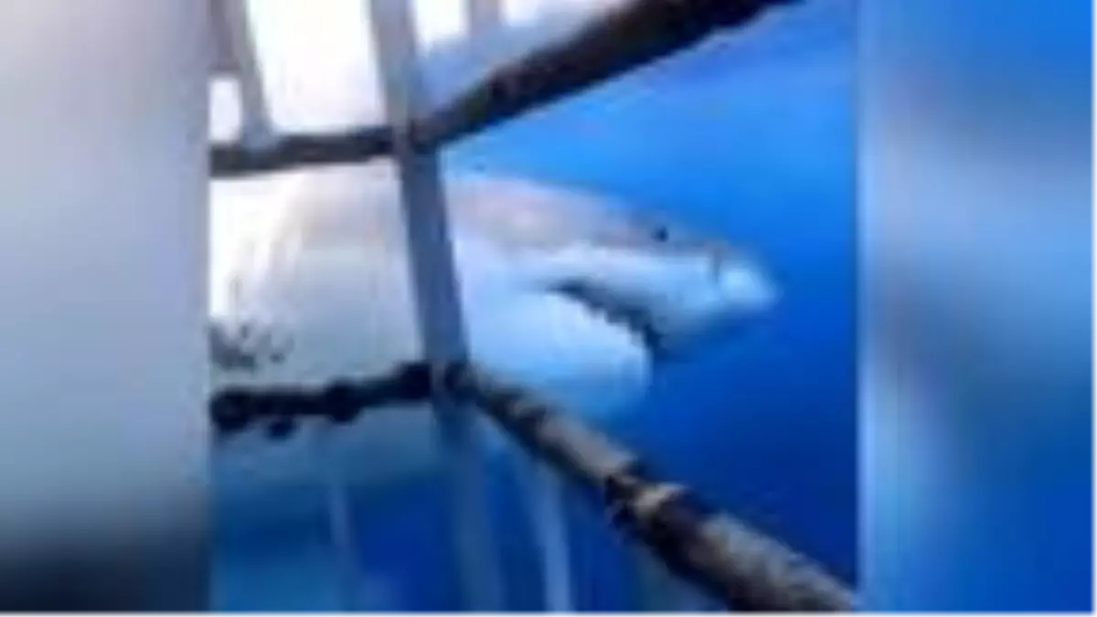 Meksika'da köpek balığı turist kadınların dalış yaptığı kafese saldırdı