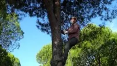 Ölümü göze alarak topladıkları çam fıstıklarının kilosunu 300 TL'den satıyorlar Ölümü göze alarak topladıkları çam fıstıklarının kilosunu 300 TL'den satıyorlar