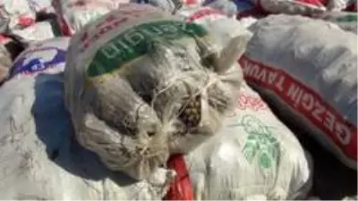 Ölümü göze alarak topladıkları çam fıstıklarının kilosunu 300 TL'den satıyorlar Ölümü göze alarak topladıkları çam fıstıklarının kilosunu 300 TL'den satıyorlar