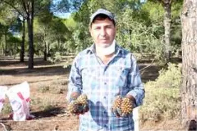 Ölümü göze alarak topladıkları çam fıstıklarının kilosunu 300 TL'den satıyorlar Ölümü göze alarak topladıkları çam fıstıklarının kilosunu 300 TL'den satıyorlar