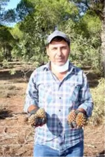 Ölümü göze alarak topladıkları çam fıstıklarının kilosunu 300 TL'den satıyorlar Ölümü göze alarak topladıkları çam fıstıklarının kilosunu 300 TL'den satıyorlar