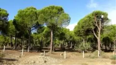 Ölümü göze alarak topladıkları çam fıstıklarının kilosunu 300 TL'den satıyorlar Ölümü göze alarak topladıkları çam fıstıklarının kilosunu 300 TL'den satıyorlar