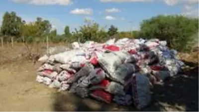 Ölümü göze alarak topladıkları çam fıstıklarının kilosunu 300 TL'den satıyorlar Ölümü göze alarak topladıkları çam fıstıklarının kilosunu 300 TL'den satıyorlar