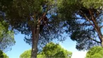 Ölümü göze alarak topladıkları çam fıstıklarının kilosunu 300 TL'den satıyorlar Ölümü göze alarak topladıkları çam fıstıklarının kilosunu 300 TL'den satıyorlar