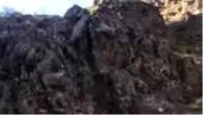 Ordu'da dağ keçilerinin zorlu tırmanışı kamerada Ordu'da dağ keçilerinin zorlu tırmanışı kamerada