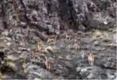 Ordu'da dağ keçilerinin zorlu tırmanışı kamerada Ordu'da dağ keçilerinin zorlu tırmanışı kamerada