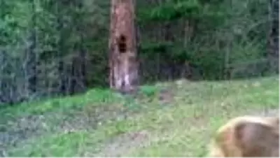 Ormanlara dikilecek 100 bin meyve fidanı hem insanları hem bozayıları rahatlatacak (2) Ormanlara dikilecek 100 bin meyve fidanı hem insanları hem bozayıları rahatlatacak (2)