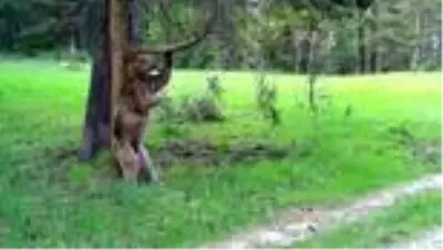 Ormanlara dikilecek 100 bin meyve fidanı hem insanları hem bozayıları rahatlatacak (2) Ormanlara dikilecek 100 bin meyve fidanı hem insanları hem bozayıları rahatlatacak (2)