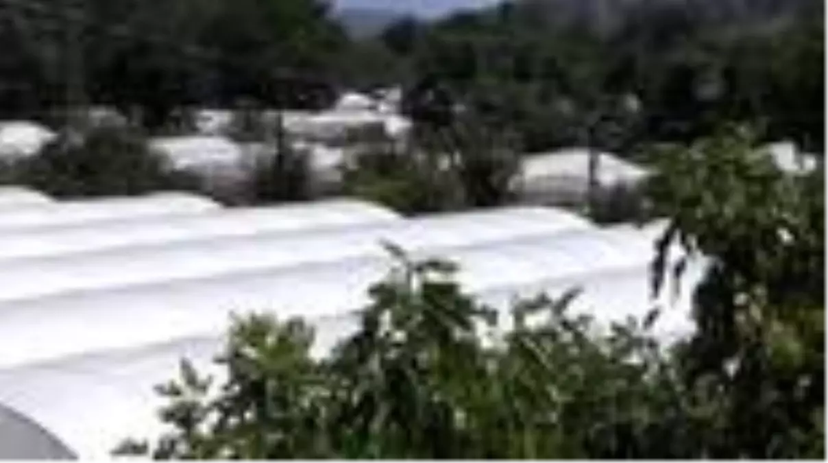 Sakarya Nehri'nin hayat verdiği seralarda 'son hasat'