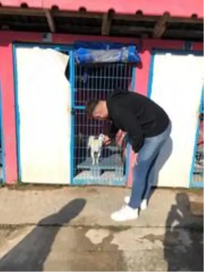 Sokak sokak gezerek hayvanları besleyen gençler takdir topladı Sokak sokak gezerek hayvanları besleyen gençler takdir topladı