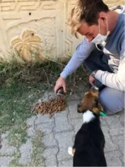 Sokak sokak gezerek hayvanları besleyen gençler takdir topladı Sokak sokak gezerek hayvanları besleyen gençler takdir topladı