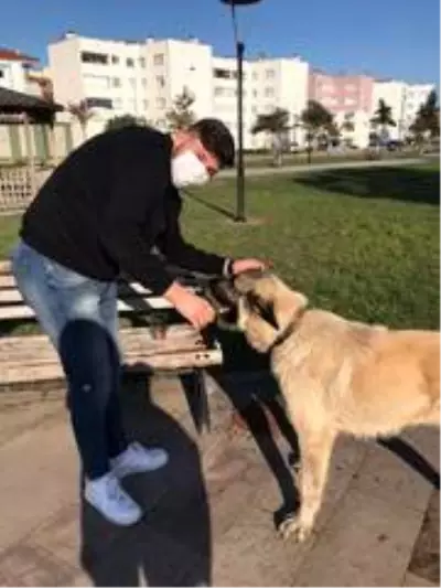 Sokak sokak gezerek hayvanları besleyen gençler takdir topladı Sokak sokak gezerek hayvanları besleyen gençler takdir topladı