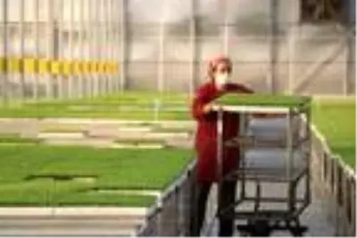 Su tesisatçılığını bırakıp fide üreticisi oldu! Şimdi Türkiye'nin dört bir yanına fide satıyor